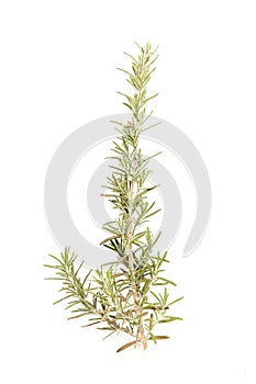 Fresh rosemary