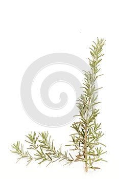 Fresh rosemary