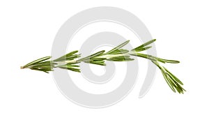 Fresh rosemary on background