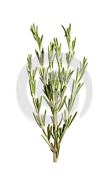 Fresh rosemary on background