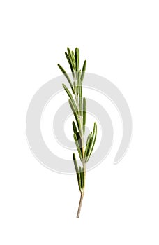 Fresh rosemary on background