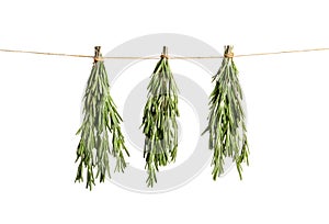 Fresh rosemary bunches hanging on white background