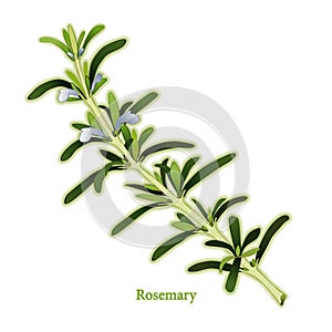 Fresh Rosemary Herb