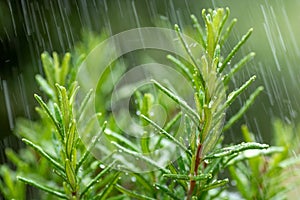 Fresh Rosemary Herb, close-up with water drops in