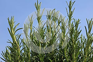 Fresh Rosemary in Herb Garden