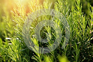 Fresh Rosemary Herb grow outdoor.