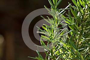 Fresh Rosemary Herb grow outdoor. Rosemary leaves Close-up
