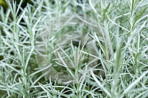 Fresh Rosemary Herb grow outdoor. Rosemary leaves Close-up