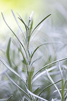 Fresh Rosemary Herb grow outdoor. Rosemary leaves Close-up