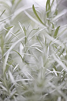 Fresh Rosemary Herb grow outdoor. Rosemary leaves Close-up