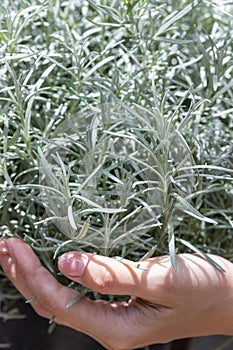 Fresh Rosemary Herb grow outdoor. Rosemary leaves Close-up