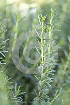 Fresh Rosemary Herb grow outdoor. Rosemary leaves Close-up