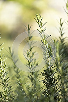 Fresh Rosemary Herb grow outdoor. Rosemary leaves Close-up