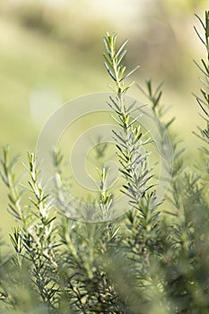 Fresh Rosemary Herb grow outdoor. Rosemary leaves Close-up