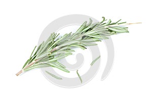 Fresh Rosemary Herb Isolated on White Background