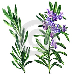 Fresh rosemary herb and spice branch, plant with flowers isolated, hand drawn watercolor illustration on white