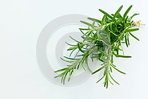 Fresh rosemary isolated on white background. Copy space.