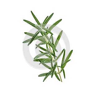 Fresh rosemary isolated on white background. italian herb.