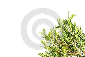Fresh rosemary leaves isolated on white background with top left copy space