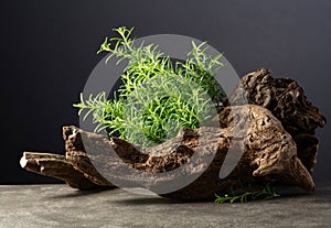 Fresh rosemary with old snag on a grey stone background