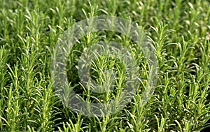 Fresh rosemary plants