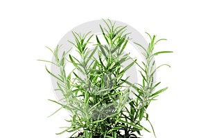 Fresh rosemary in a pot isolated on white