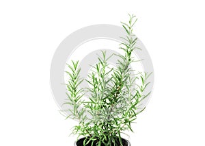 Fresh rosemary in a pot isolated on white