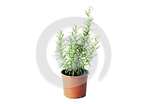 Fresh rosemary in a pot isolated on white