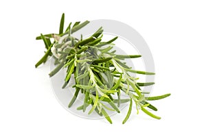 Fresh rosemary (Rosmarinus officinalis)