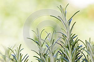 Fresh rosemary (rosmarinus officinalis)