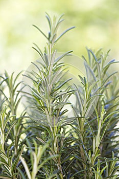 Fresh rosemary (rosmarinus officinalis)