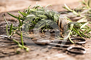 Fresh rosemary with scissors on rustic oak board