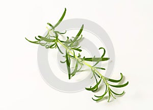 Fresh rosemary sprig