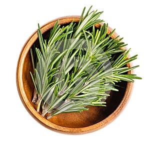 Fresh rosemary sprigs, branches of Salvia rosmarinus in wooden bowl