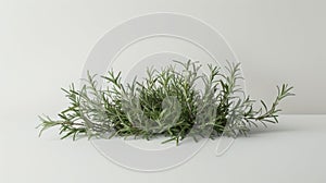 A of fresh rosemary sprigs its needlelike leaves releasing a strong herbaceous aroma. Rosemary is used in herbal