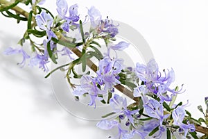 Fresh rosemary twig with blooming flowers isolated on white background