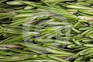 Fresh rosemary twigs