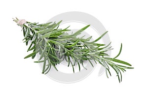 Fresh rosemary twigs tied with twine isolated on white