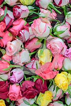 Fresh roses background, lot vatiety of colors