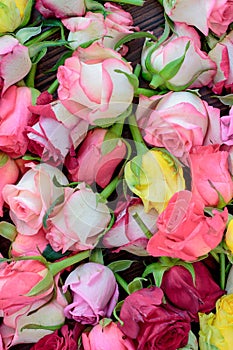 Fresh roses background, lot vatiety of colors