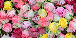 Fresh roses background, lot vatiety of colors