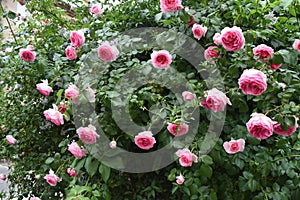 Fresh roses on a bush