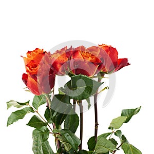 Fresh roses over the white isolated background