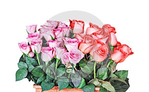 Fresh roses pink and red color group blooming with leaf patterns  in pot isolated on white background , clipping path