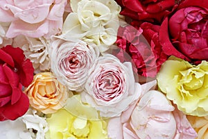 Fresh roses on white background, floral flowers blooming garden wedding pattern, pastel wallpaper fine art phopto, instagram flat