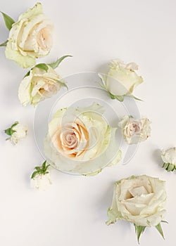 Fresh roses on white background, floral flowers blooming garden wedding pattern, pastel wallpaper fine art phopto, instagram flat