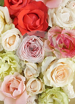 Fresh roses on white background, floral flowers blooming garden wedding pattern, pastel wallpaper fine art phopto, instagram flat photo