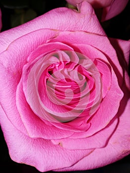 Fresh rosy rose