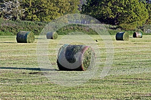 fresh round bales of hay wrapped in netting waiting