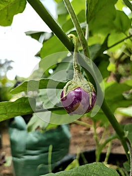 fresh round purple eggplant photo